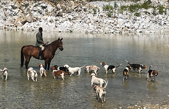 horse rider and hounds in water