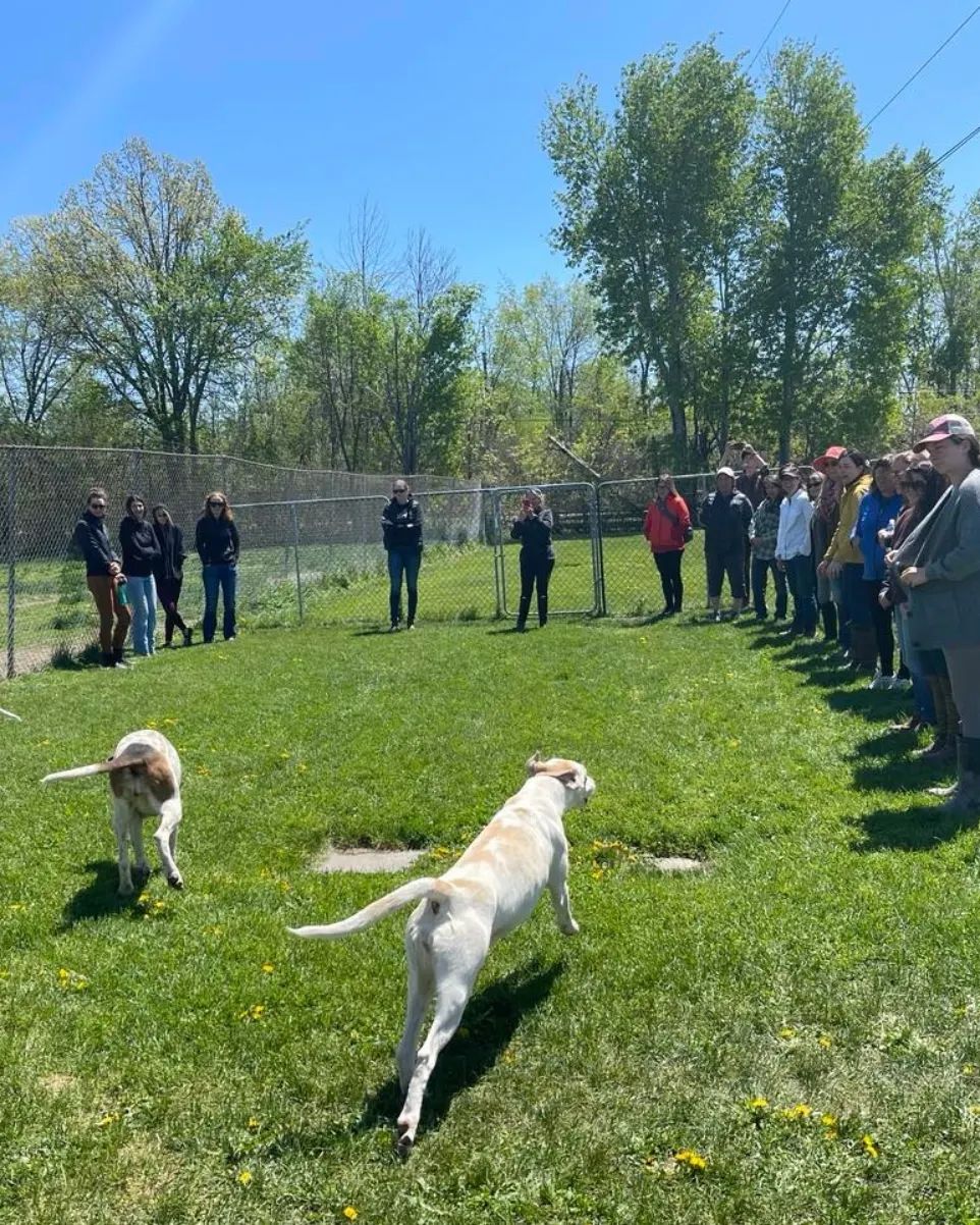 Learn to Hunt Clinic attendees meeting hounds